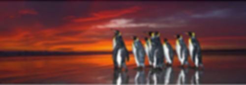 Panorama Penguins