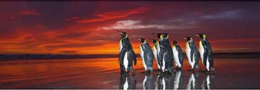 Panorama Penguins