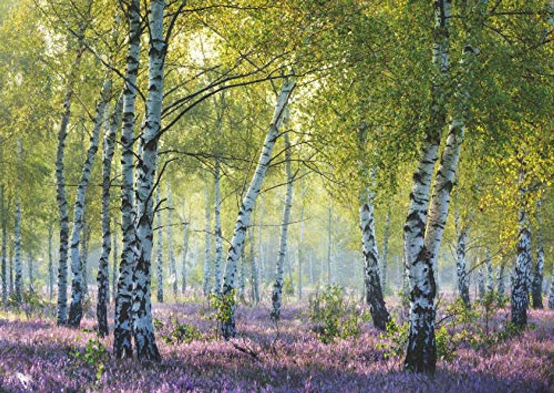 Birch Forest