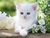 White Kitten