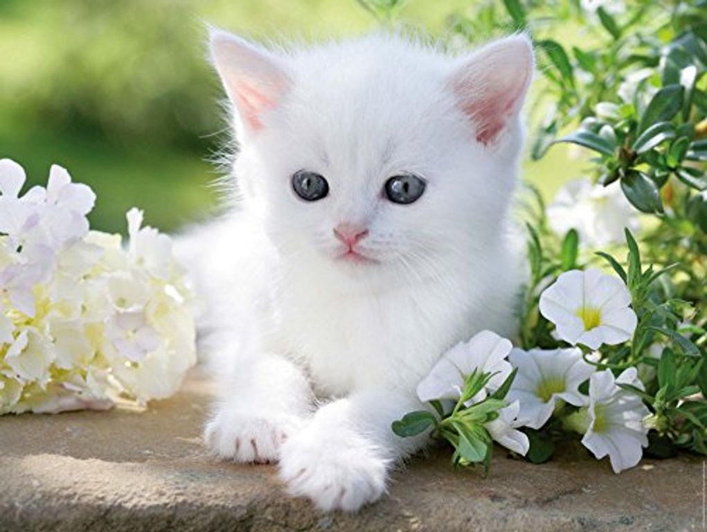 Chaton blanc