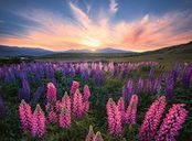 Lupins