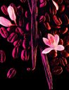 Yves Saint Laurent Black Opium Eau de parfum