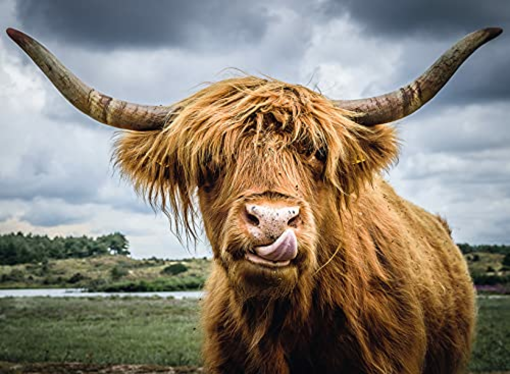 Highland Cattle