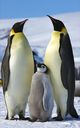 Animals: Penguins