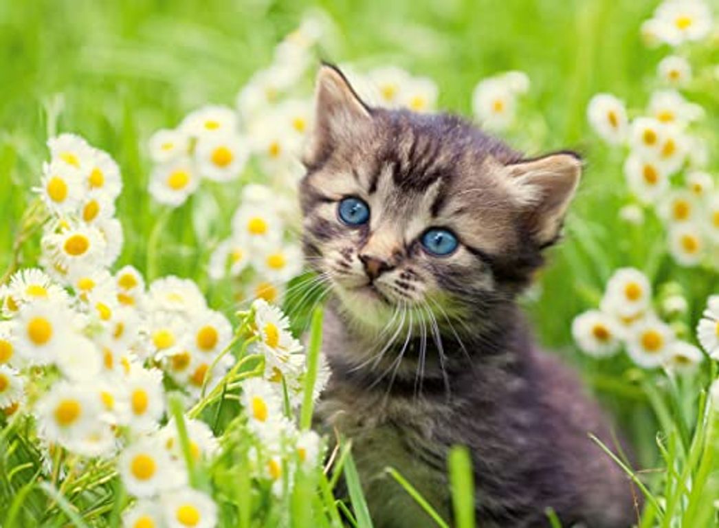 Chaton dans le pré