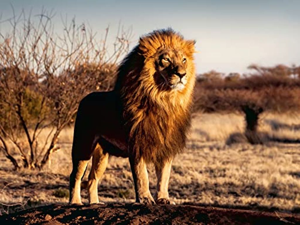 lion. The king of the animals
