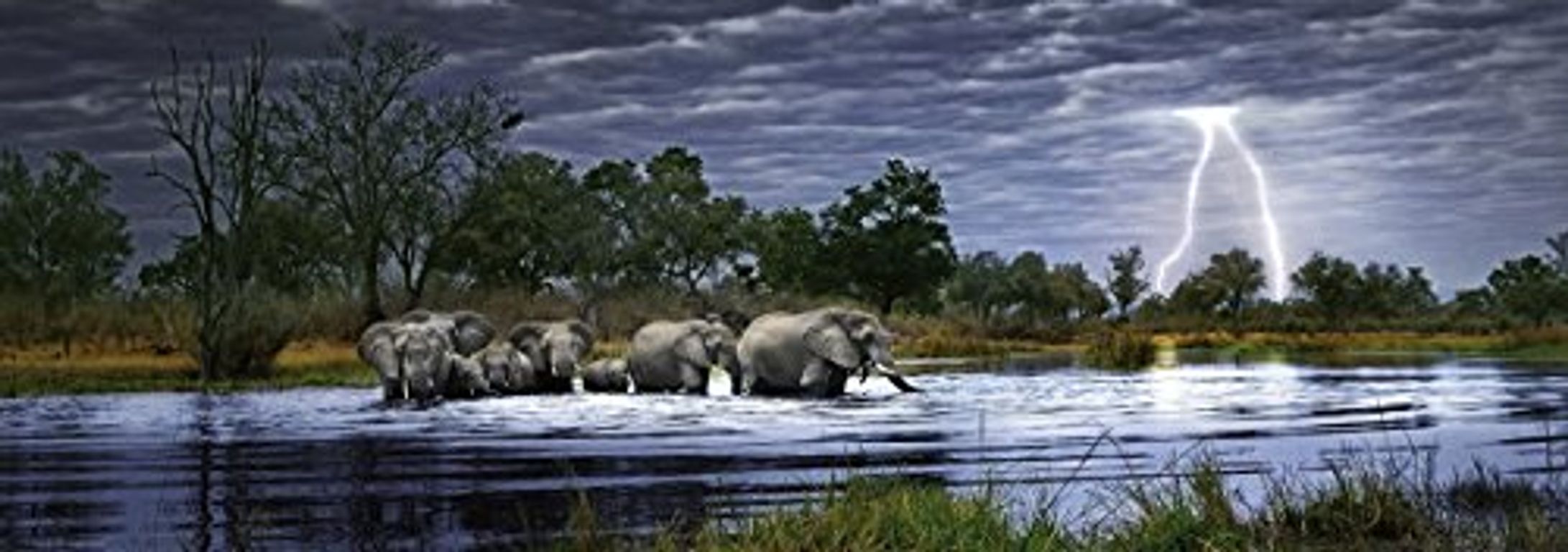 Herd of Elephants