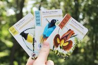 Birdwatcher cards