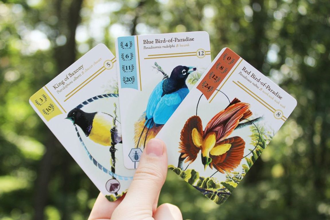 Birdwatcher cartes