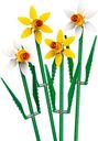 Narcisos partes