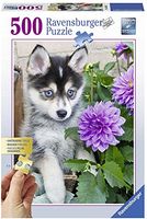 XXL pieces - cute husky