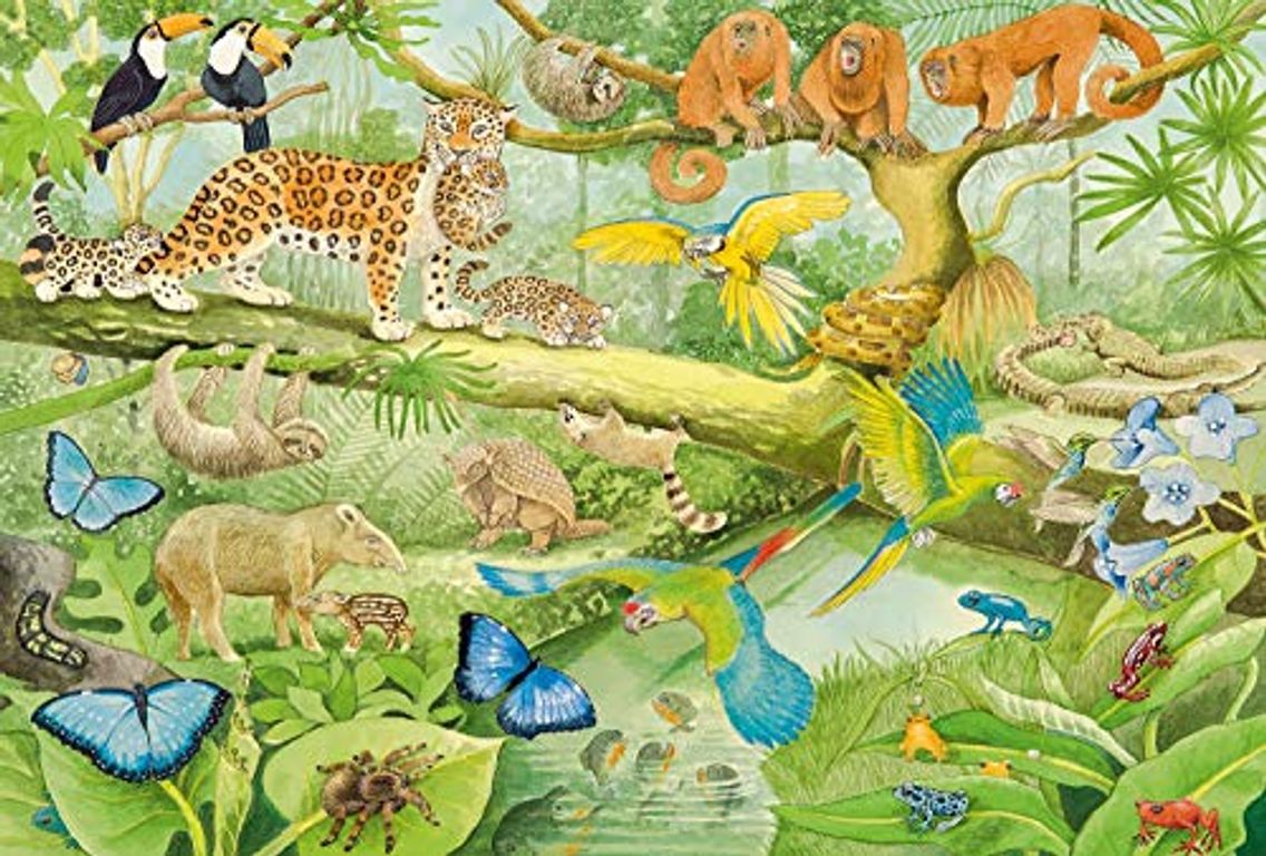 Animals in the Rainforest