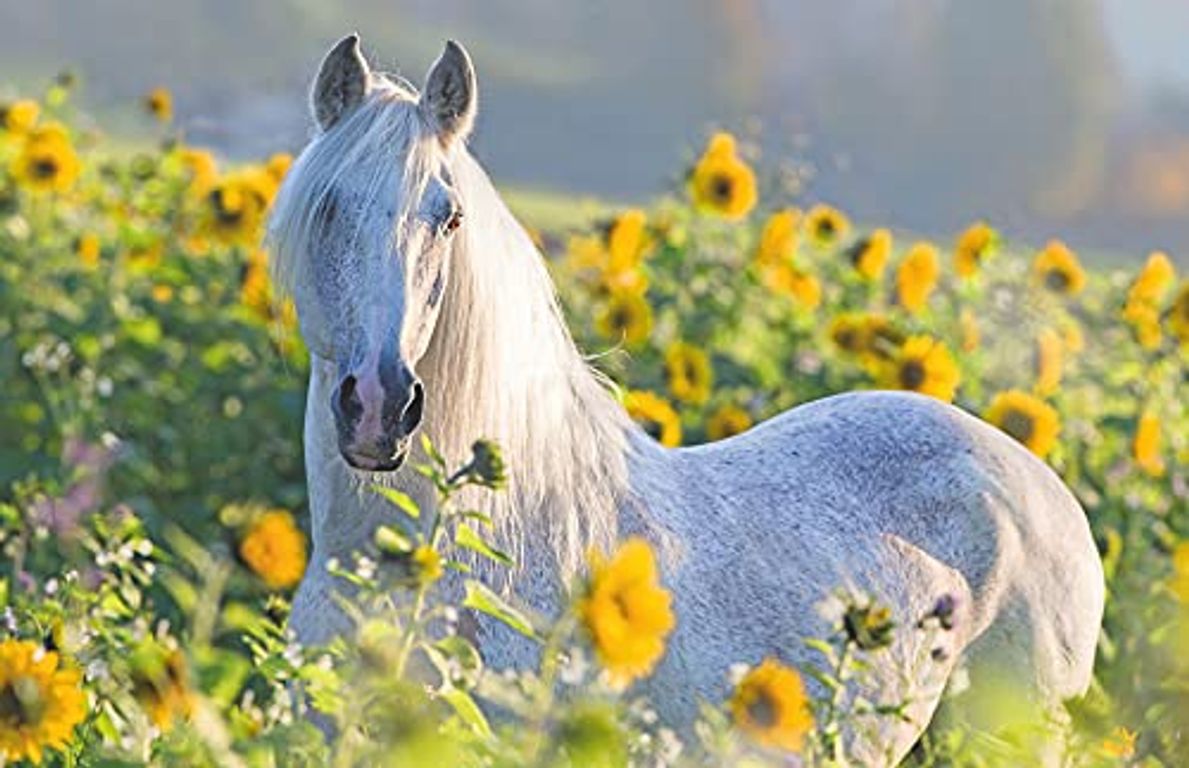 Sunflower Stallion