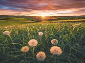 Pusteblumen im Sonnenuntergang