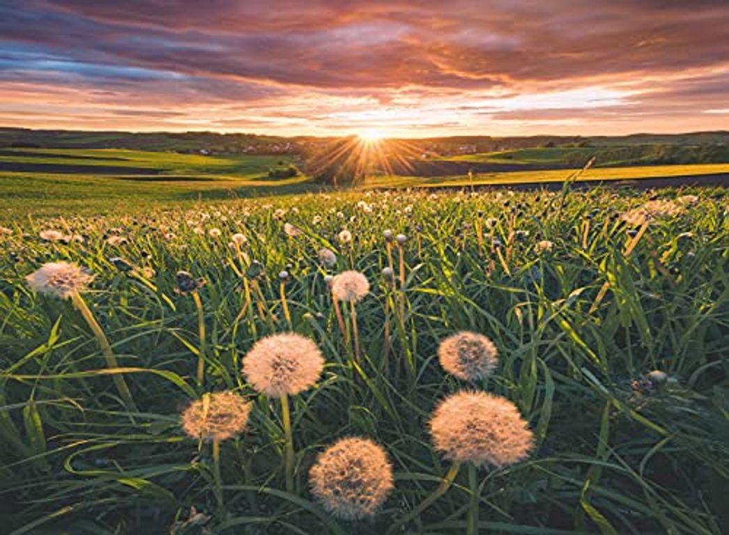 Pusteblumen im Sonnenuntergang