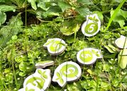 Treetopia components