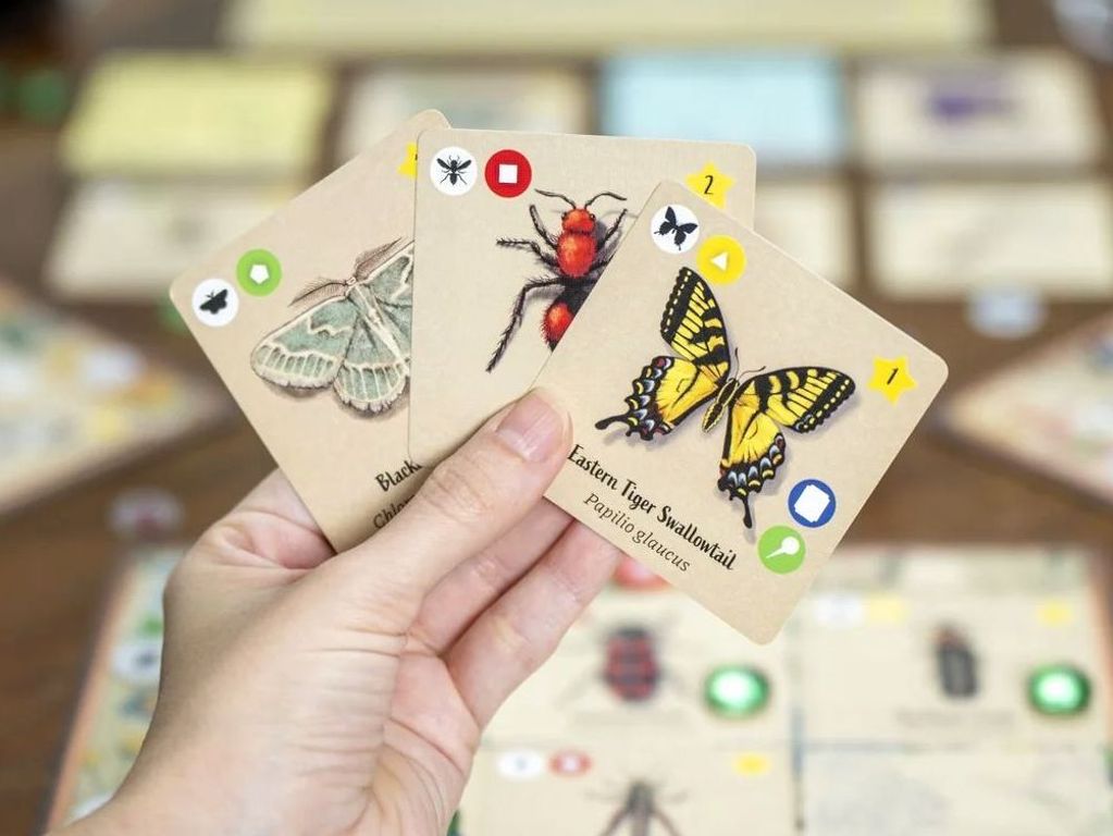 Insectarium cartas