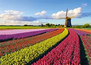 Field of Tulips