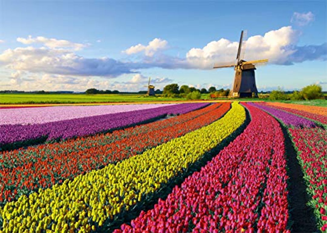 Field of Tulips