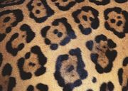 Jaguar animal print