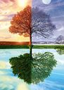 The Seasons Tree