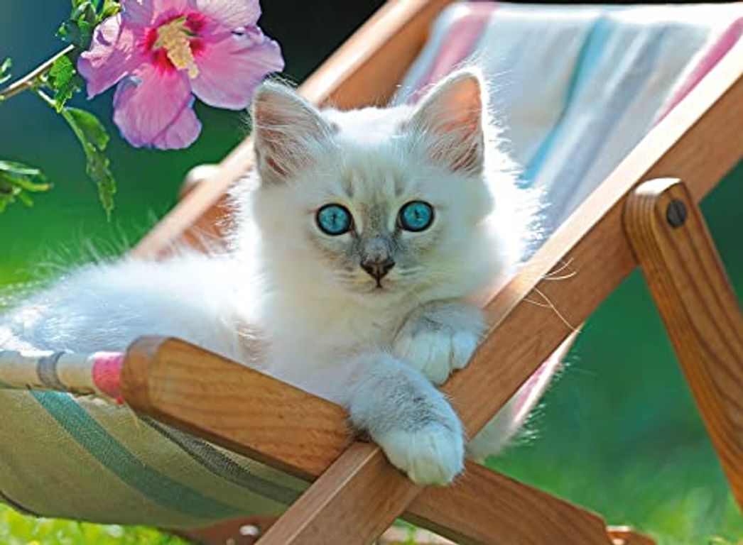 Wit kitten