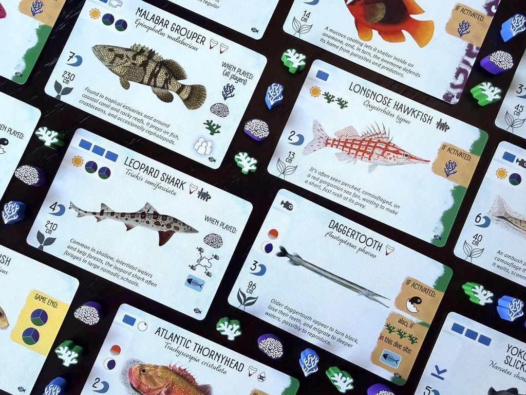 Finspan: Sharks & Reefs cards